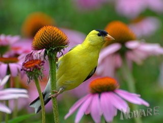 ~ Animals