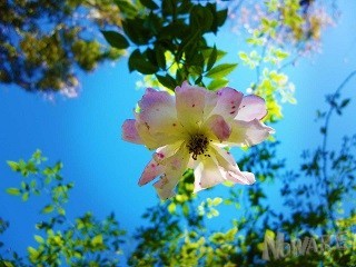 ~ Morguefile 4