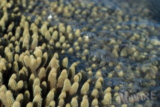 ~ Coral Details