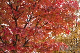 ~ Autumn Color